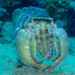aggressive Cuttlefish