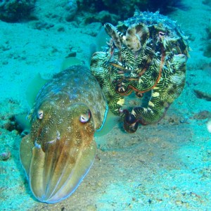 Cuttlefish Male and female