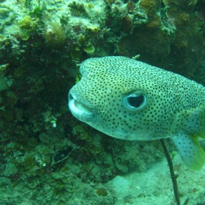 Puffer fish