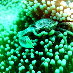 May2009_Coron_Underwater_Pics_078