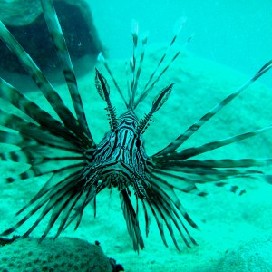 May2009_Coron_Underwater_Pics_102