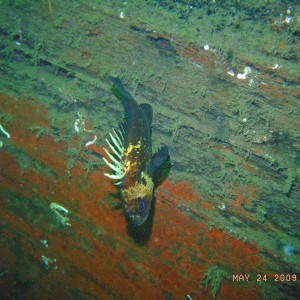 Rockfish on the Nakaya hull
