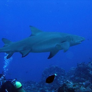 Lemon Shark in Bora Bora