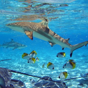 Blacktip reef shark in Bora Bora