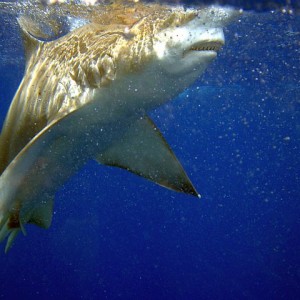 Cage dive in Hawaii