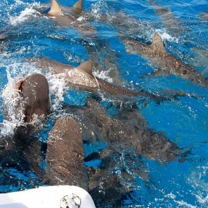 Feeding Frenzy with Stuart Cove