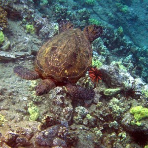 Turtle in Maui