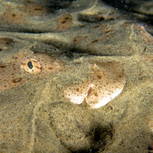 Angel Shark Face Close up