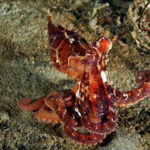 Red Octopus