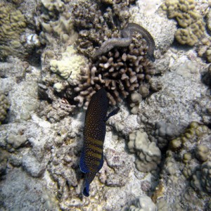 grouper and moray hunting together