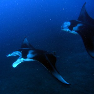 2 mantas