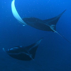 2 mantas flying away