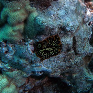 nudi