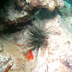 urchin