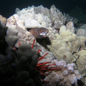 whitemouth moray