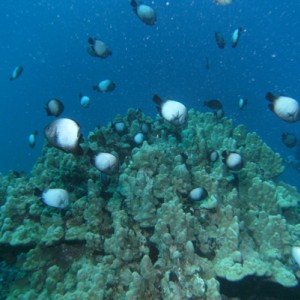 whitespot damselfish