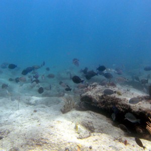 reef11