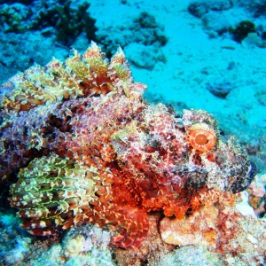 Scorpionfish