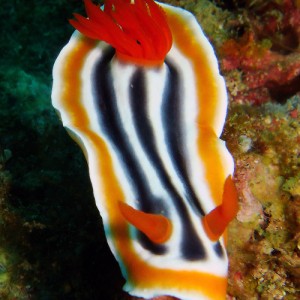 Nudibranch of Subic Bay
