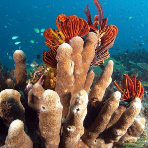 wheeler reef coral