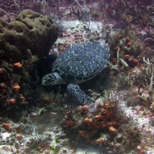 tortuga1