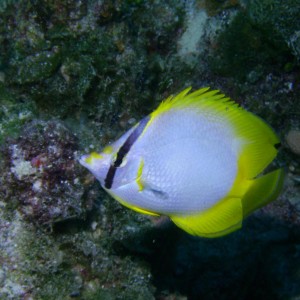 Butterflyfish