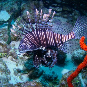 Lionfish