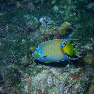 Queen Angelfish