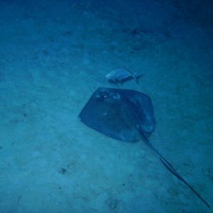 Stingray