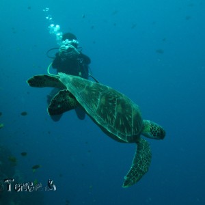 Green Sea Turtle at Sipadan