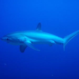 Thresher Shark