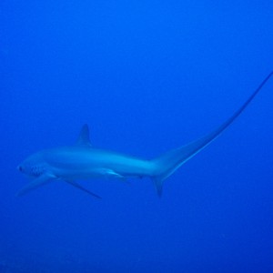 Thresher Shark swimming away