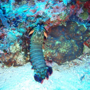 Mantis Shrimp