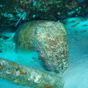 Cuttlefish