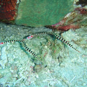 Pipefish