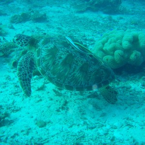 Turtle with Remora