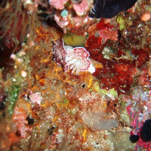 Nudi-Spanish Dancer?