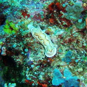 Butter colored Nudi