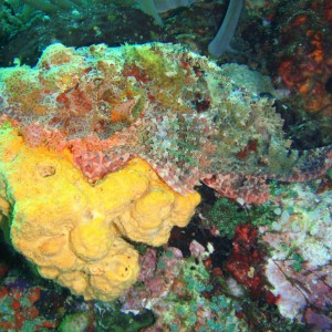 Scorpion Fish