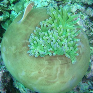 Clownfish & Anemone