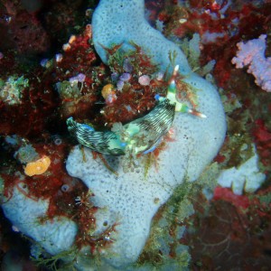 Colorful Nudi