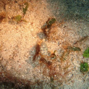 Blue Ringed Octopus