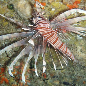 Lionfish