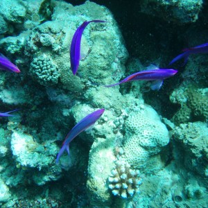 Purple Fish