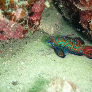 Mandarin Fish