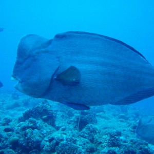 Humpheaded Parrotfish