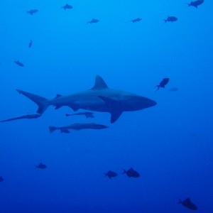 Shark 500 +Remora