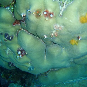 Christmas Tree Worms