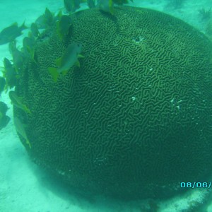 large brain coral