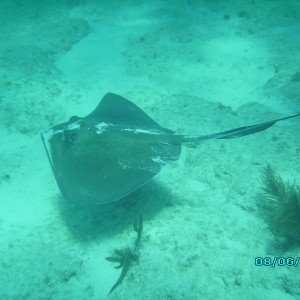 Southern sting ray